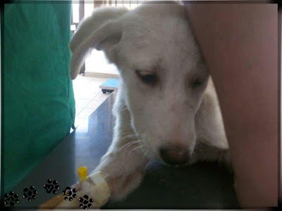 Photos of Veterinarska ambulanta My Vet
