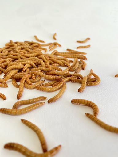 Wally's Mealworms - Thumbnail