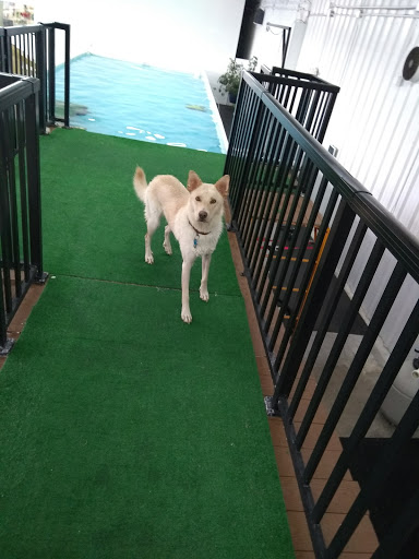 Splash Your Pup - Thumbnail