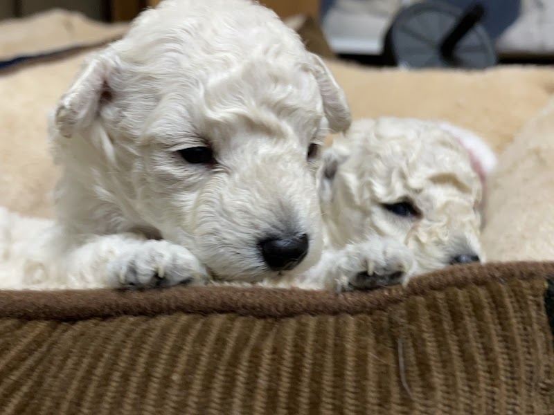 ペットワールド 大仁店