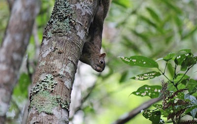 Photos of Rota das Arauc&aacute;rias - Ecoturismo