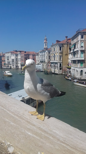 Guida Locale Alessandro Venezia - Thumbnail