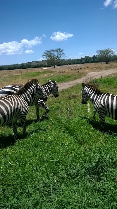 Photos of geo kenya safaris