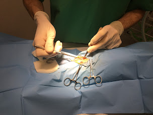 Photo n°14 de CLINIQUE VETERINAIRE DES BOURBONS à Montluçon (Clinique vétérinaire)