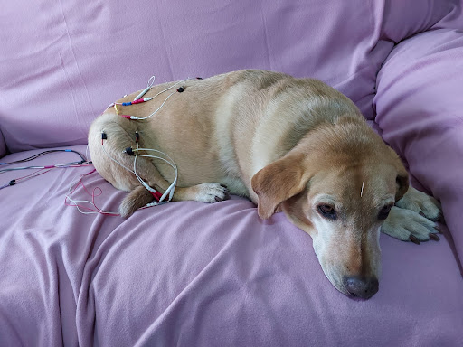 Pet Xpert Total Care Center