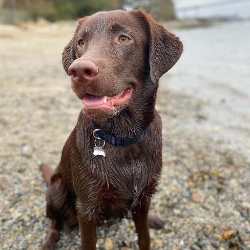 Barks&Biscuits Gallery - Canada