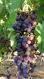 Photo n°10 de PATRICK AUGIER EARL à Saint-Saturnin-lès-Apt (Ferme bio)