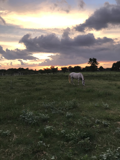 The Riding Therapy Center - Thumbnail