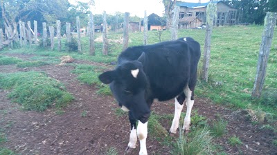 Photos of Mayaipogh Farm