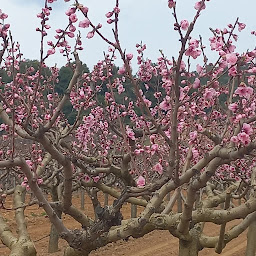 Photo n°15 de Domaine des Myrtes à La Londe-les-Maures (Magasin de vins et spiritueux)