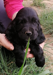 Photo n°5 de Le bois de saulce à Saulce-sur-Rhône (Éleveur)