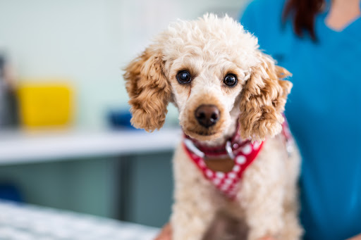 Christopher Carter Veterinary Surgery Gallery - United Kingdom