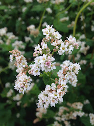 Photo n°5 de AU PETIT GRAIN BIO à Montclar-Lauragais (Ferme bio)