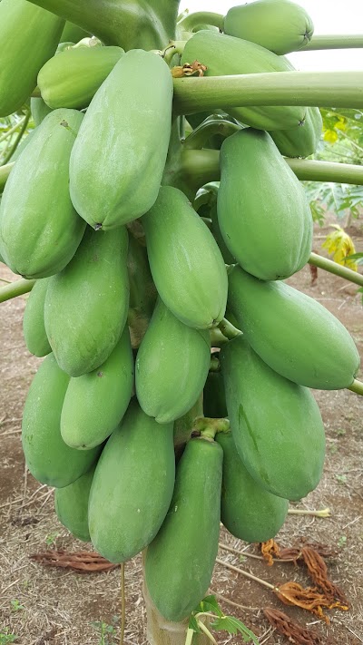 Photos of Eco Gu&aacute;cimo