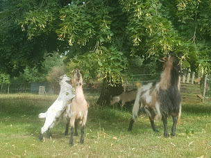 Photo n°12 de Association Equiloisirs à Rouffignac-Saint-Cernin-de-Reilhac (Centre de randonnée équestre)
