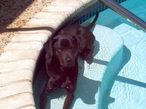 Sunburned Pup - Visual
