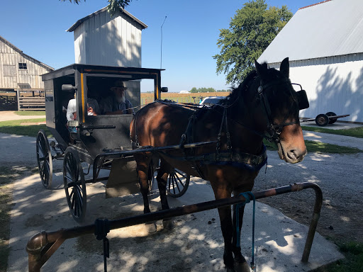 Green Meadow Farm by null