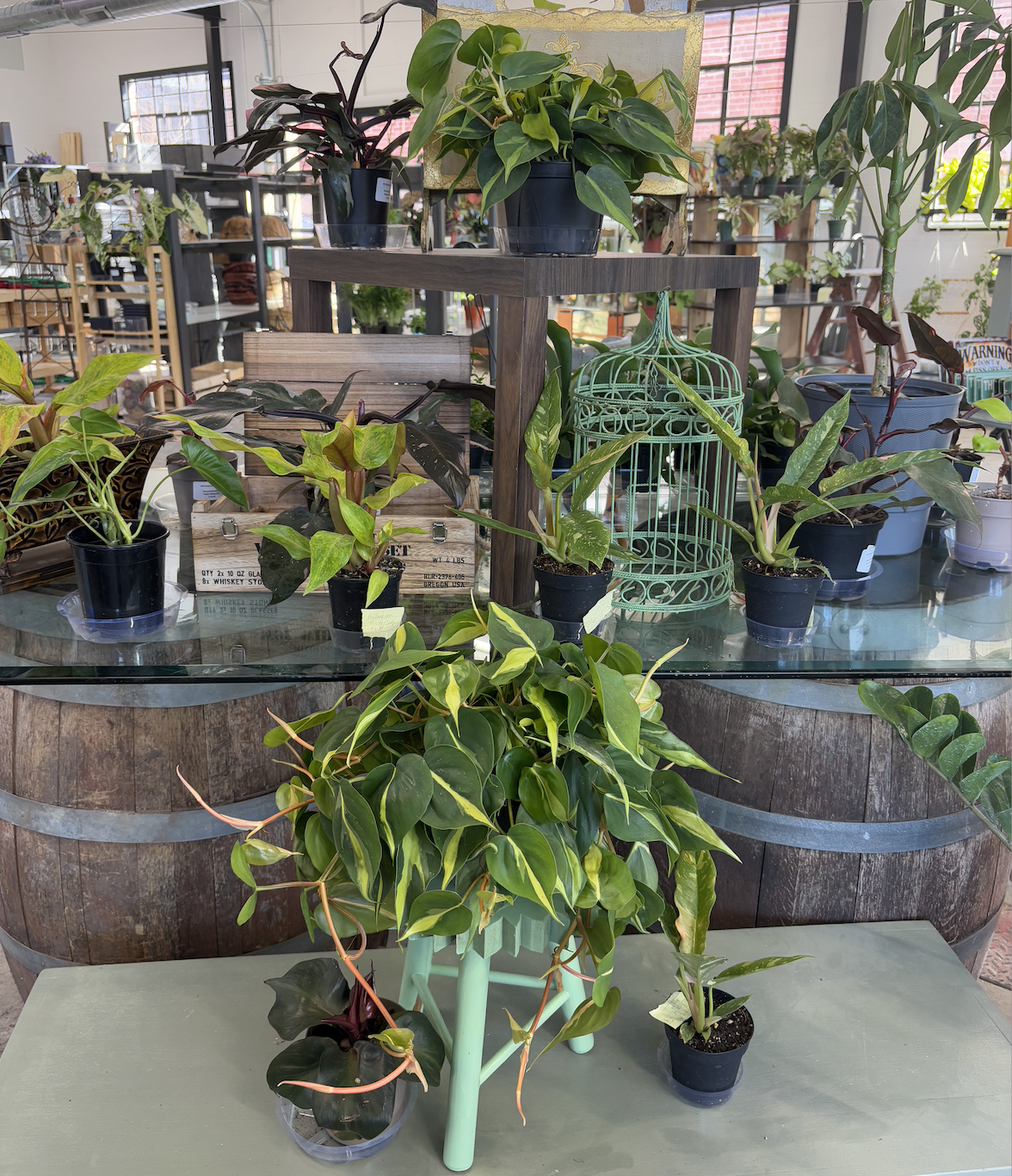 Botanical Dreams