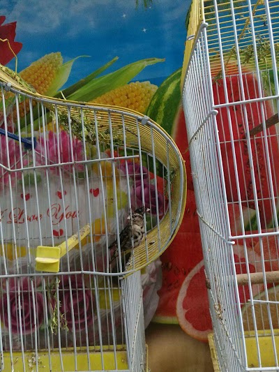 Photos of Amer shop selling all kinds of birds and pets