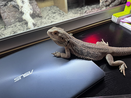 Axolotl And Reptile Rescue And advice UK - Thumbnail