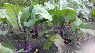 Photo n°9 de Le potager bio à Fongrave (Maraîcher)