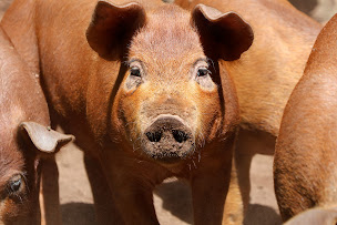 Photo n°20 de Magasin de la Ferme de Trévero à Sérent (Éleveur)
