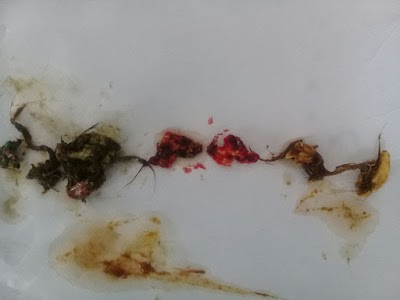 Photos of Veterinary Clinic San Cristobal