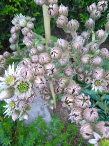 Mes fleurs - Thumbnail