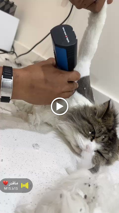 عيادة عنقاء الشرق البيطرية East Phoenix Vet Clinic - صورة 2