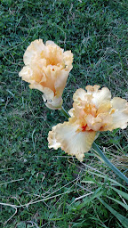 Photo n°5 de Camping les Étangs de Bouzencourt à Le Hamel (Terrain pour camping-cars)