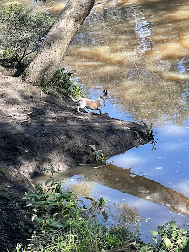 Merri Park Dog Off Leash Area - Thumbnail