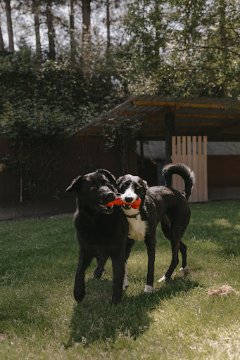 Hotel para perros Zutabiok
