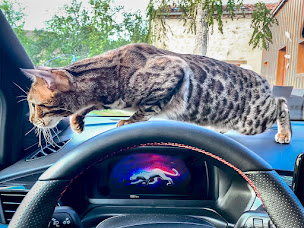 Photo n°16 de Ford Bergerac - PAROT à Saint-Laurent-des-Vignes (Vendeur de voitures d'occasion)
