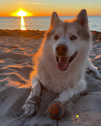 Hundestrand Lubmin - Thumbnail