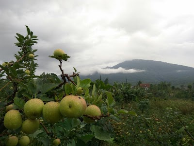 Photos of Wisata Petik Apel Kwb