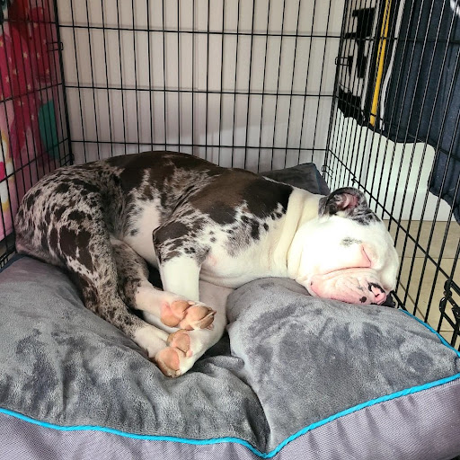 Orono Veterinary Hospital - Thumbnail