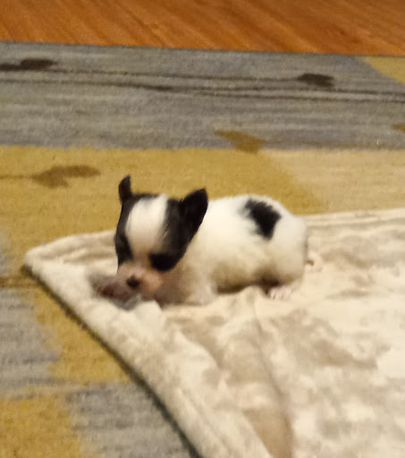 Donnetas Pups Gallery - United States