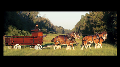 Honey Island Clydesdales