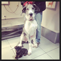 Photo n°18 de Cabinet Vétérinaire Les Fleurs à Bandol (Vétérinaire)