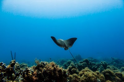 Photos of Curacao-Divers / Deutsche Tauchschule