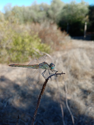 Dehesa la Atalaya - Thumbnail