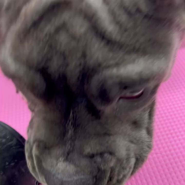 トリミングサロンRBK