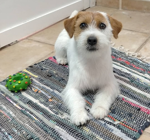 Alma - Nutricionista Animal