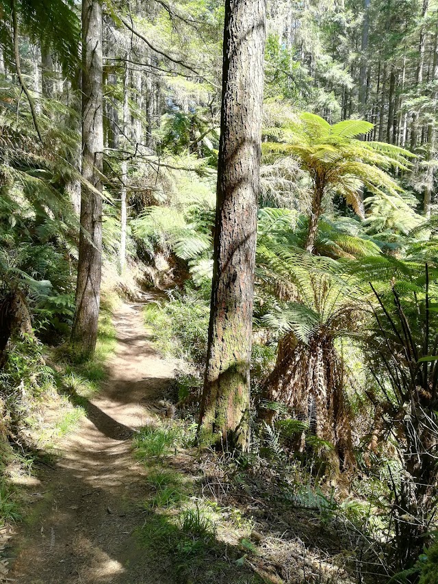 Whakarewarewa Red Woods Mountain Bike Park