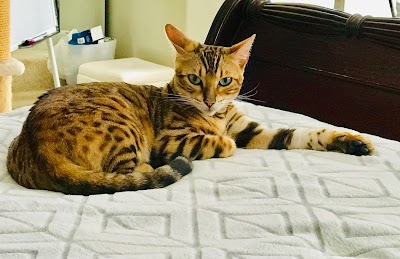 Exotic Bengals of San Diego