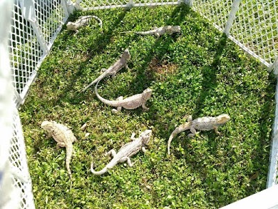 Central Florida Reptiles & Rescue