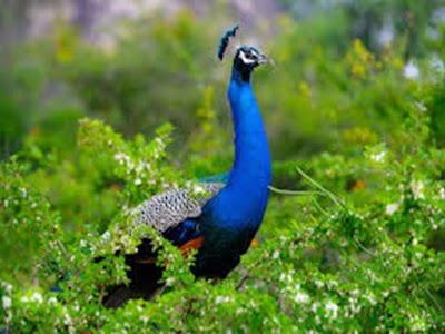Photos of Nature Camping Site Doramandalawa