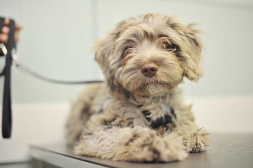AlphaPet Veterinary Clinic - Thumbnail