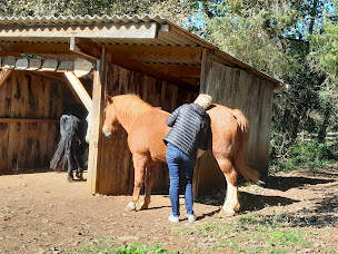 Photo n°2 de Espace d'équithérapie et d'équicoaching à Saint-Aubin-de-Nabirat (Coach de vie)