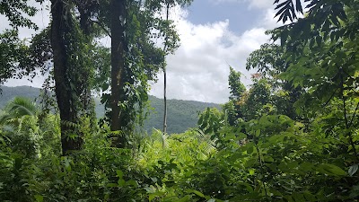 Photos of Bocawina Rainforest Resort
